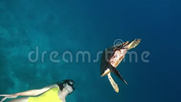 女孩在乌龟旁边游泳繁殖和接触动物录像是在水下拍摄的视频的预览图