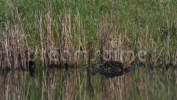 一只小灰熊塔奇巴普图斯鲁菲科利斯在河边的芦苇中筑巢视频的预览图