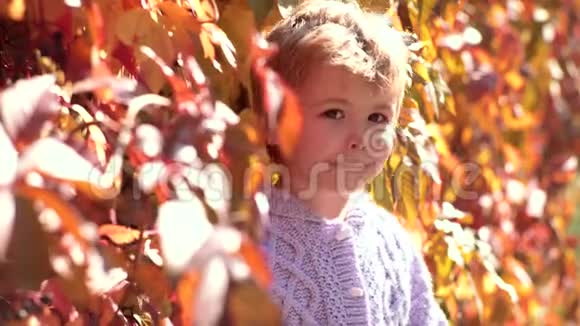 快乐的男孩在秋天公园散步落叶在秋天的公园里玩秋天的孩子温暖的秋日视频的预览图