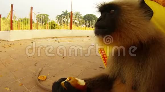 灰叶猴咬水果并咀嚼它靠近印度公园视频的预览图