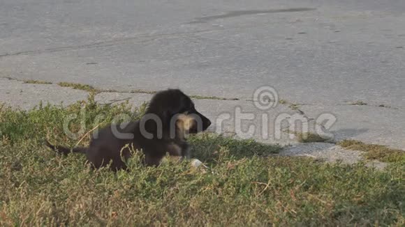 小黑小狗躺在柏油路旁的草地上挥舞着尾巴视频的预览图