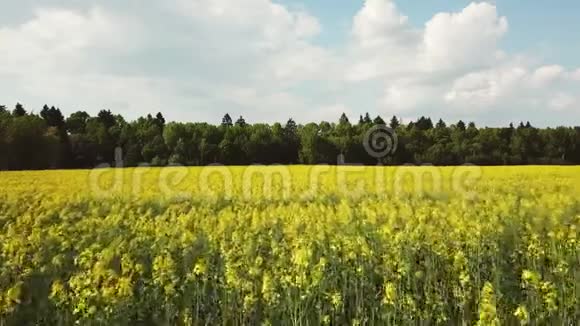 鸟瞰满是黄色油菜花的田野用于菜籽油的生产视频的预览图