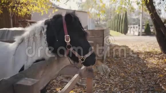 优雅的黑白马辫子站在户外的畜栏里美丽动物的肖像视频的预览图