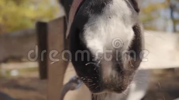 一匹美丽的黑马的特写肖像白色的面部标记嗅着相机优雅的动物站在视频的预览图
