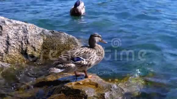 鸭子站在日内瓦湖的岩石上瑞士视频的预览图