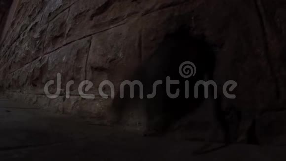 大老鼠在墙上的夜晚从水管里爬出来视频的预览图