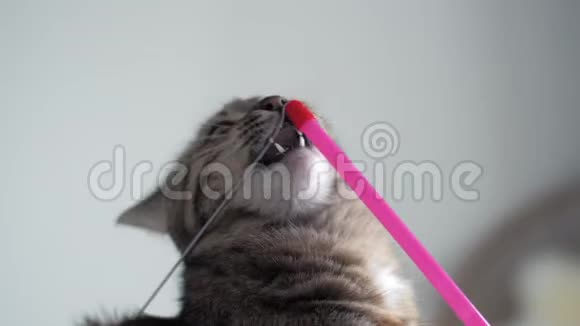 可爱的猫玩粉色玩具棒的特写宠物在玩玩具视频的预览图