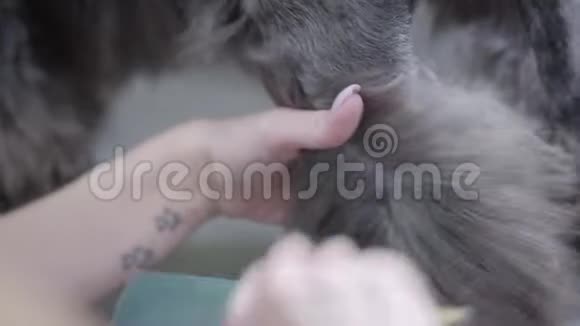 宠物美容师的手梳理高狗毛在后爪与梳子在美容师沙龙吹热风在上面专业人员视频的预览图