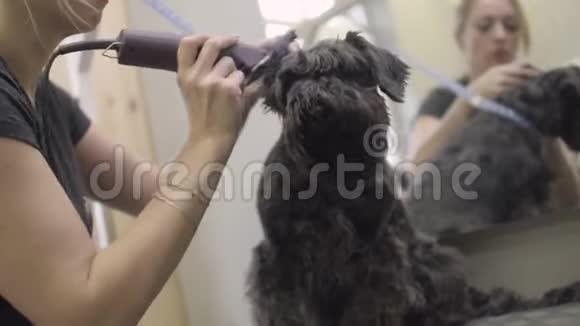Schnauzer犬的修饰和修剪专业理发师的毛在耳朵上视频的预览图