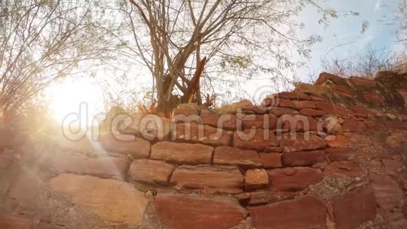 花栗鼠在砖墙上玩耍阳光照在照相机里干燥的树上视频的预览图