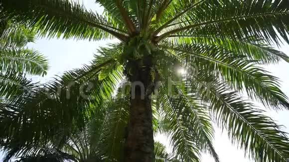 油棕种植园和日光浴视频的预览图