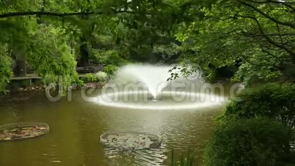 美丽的喷泉从植物园的湖水中摇动视频的预览图