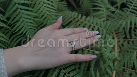 手抚摸一片蕨类植物的绿叶视频的预览图