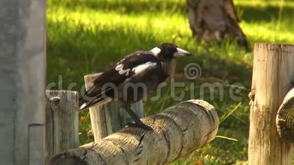 澳大利亚喜鹊在木柱上视频的预览图