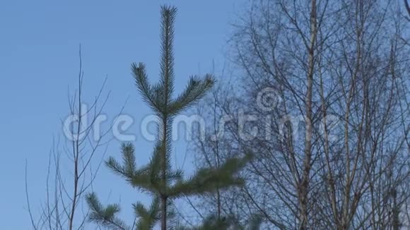 风中一棵杉树的顶端视频的预览图