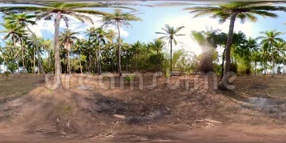 亚洲棕榈树林vr360视频的预览图