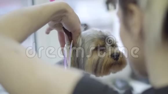 年轻的专业宠物美容师用剪刀剪短头发剪成毛茸茸的小可爱的狗头视频的预览图