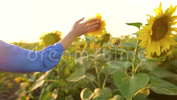 雌性的手触摸一朵向日葵从它身上摘下花瓣日落时成熟的向日葵农业视频的预览图