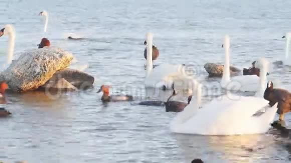 湖中有大量的天鹅和鸭子视频的预览图