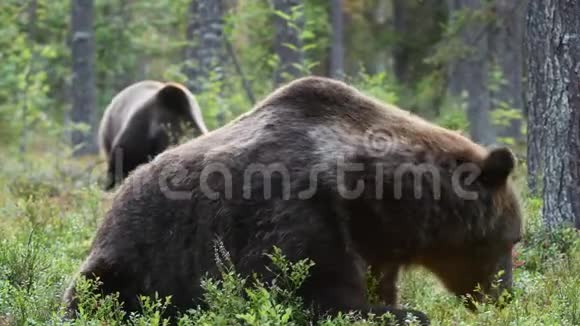 野成人棕熊在绿草中翻滚视频的预览图