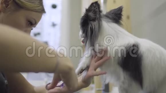 宠物美容师用剪刀在美容沙龙里用小爪子剪小狗的头发专业的动物发型和造型视频的预览图