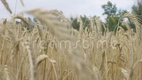 田间大麦在时期收获视频的预览图