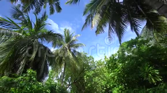 在阳光明媚的日子里从热带岛屿马尔代夫来到一条被高高的椰子树和棕榈树环绕的小径从树上走出来视频的预览图