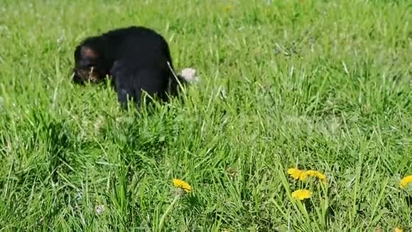 德国牧羊犬在绿草中行走的全景视频的预览图
