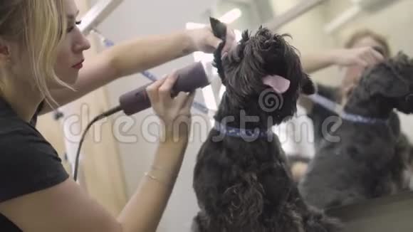 年轻的专业宠物美容师给毛茸茸的可爱的狗理发用剃须刀剪了耳朵附近的区域视频的预览图