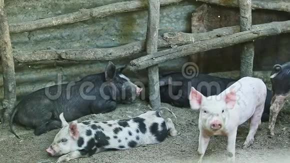 3只小猪旁边跑着小猪视频的预览图