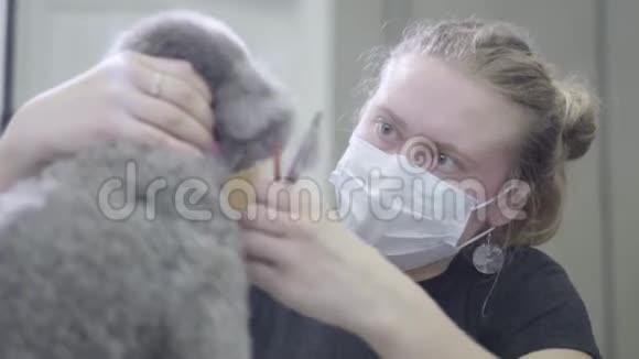 金发女人美容师用剪刀剪一只狮子狗的头发在兽医诊所做美容视频的预览图
