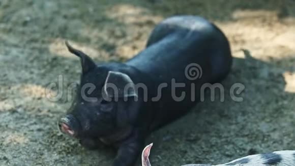 特写小黑和斑点家猪跑了视频的预览图