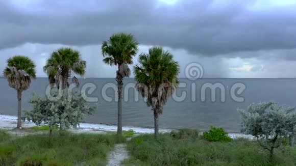 空中视频飓风风暴接近迈阿密佛罗里达俯瞰比斯坎湾的棕榈树景观视频的预览图
