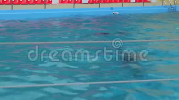 一只海豚在游泳池游泳视频的预览图