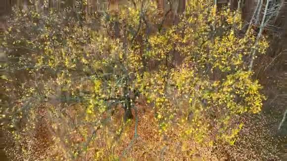 秋天的乡村空中拍摄褪色的森林树视频的预览图