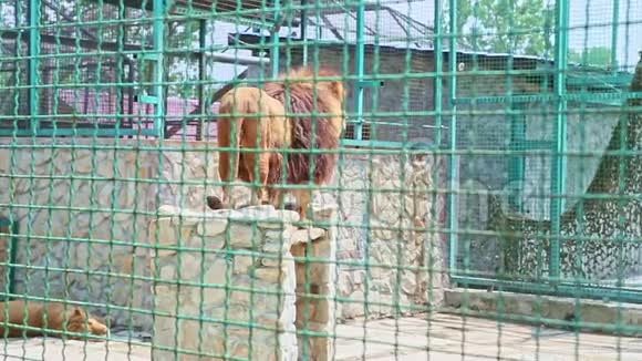 野生大狮子在大型动物园笼子里跳跃视频的预览图