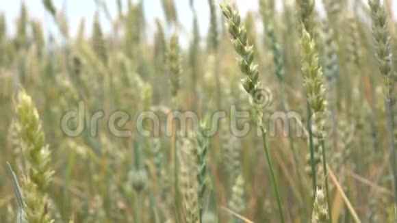 阴天有浅绿色的小麦作物垂直全景慢速运动全高清视频240fps1080p视频的预览图