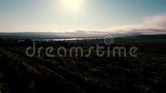 日落时的葡萄园视频的预览图