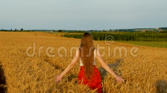 美丽的长发年轻女子走过田野用手触摸小麦背面视频的预览图