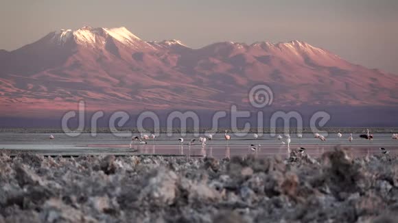 有火烈鸟和火山的盐湖美景视频的预览图