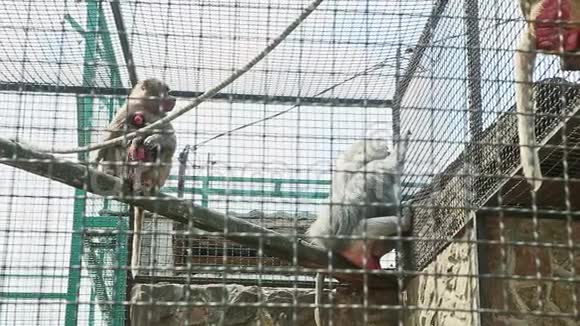 野生猴子一家人坐在动物园笼子里的木棍上视频的预览图
