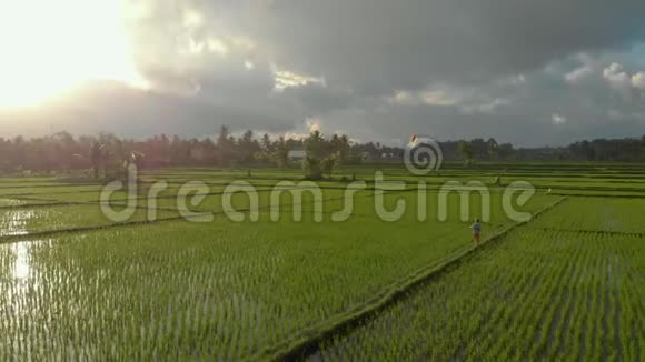 一个小男孩带着风筝穿过美丽的大稻田的航拍镜头亚洲概念旅行视频的预览图