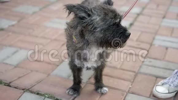 一只带着皮带的小狗在街上和主人散步夏季视频的预览图
