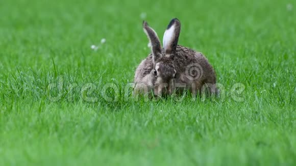 可爱的小兔子在雨天吃草视频的预览图