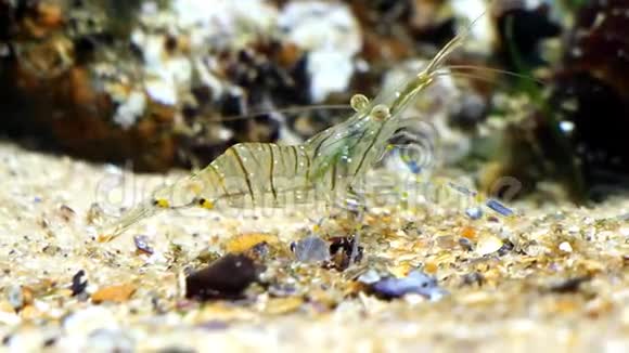 可爱有趣的对虾棕榈线虫咸水岩池虾在黑海海洋生物群落水族馆寻找食物入侵视频的预览图