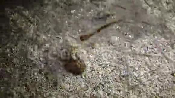 晚上小章鱼在一群小鱼里红海马萨阿拉姆视频的预览图