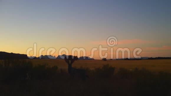 清晨沙漠中的杰克兔视频的预览图