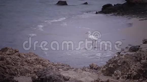 一只白鹭鸟在红海的珊瑚礁旁边的沙质海岸上觅食视频的预览图