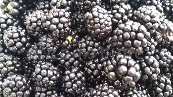 黑莓背景时间流逝视频的预览图