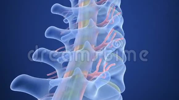 人类脊柱x光透视视频的预览图